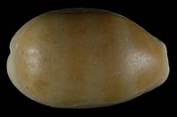 藏品(紫口寶螺)的圖片